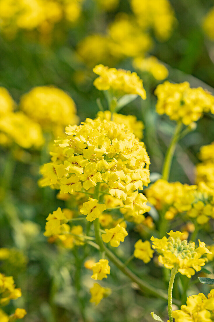 Alyssum montanum 'Berggold'