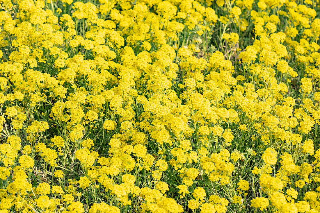 Alyssum montanum 'Berggold'