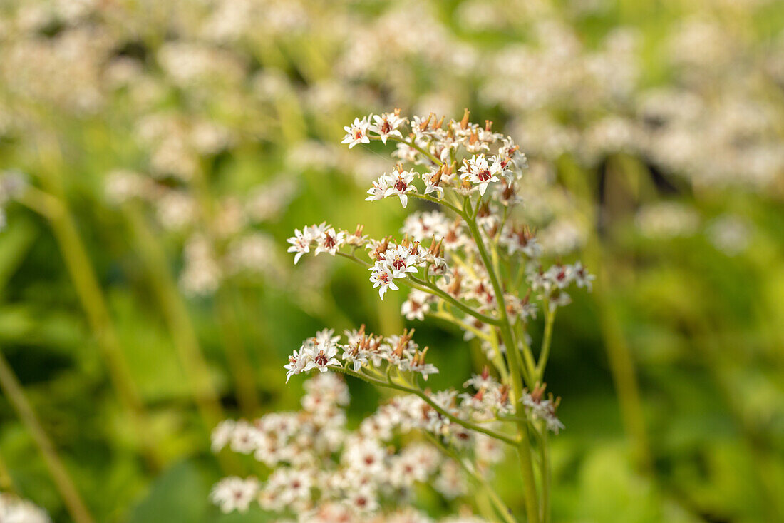 Mukdenia rossii