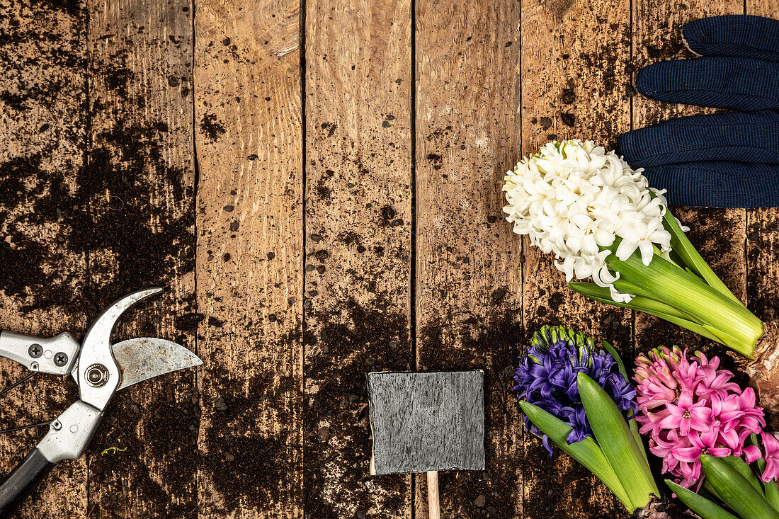 Garden tools, soil, hyacinths