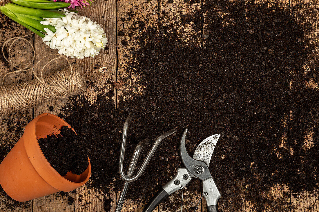 Garden tools, soil, hyacinths