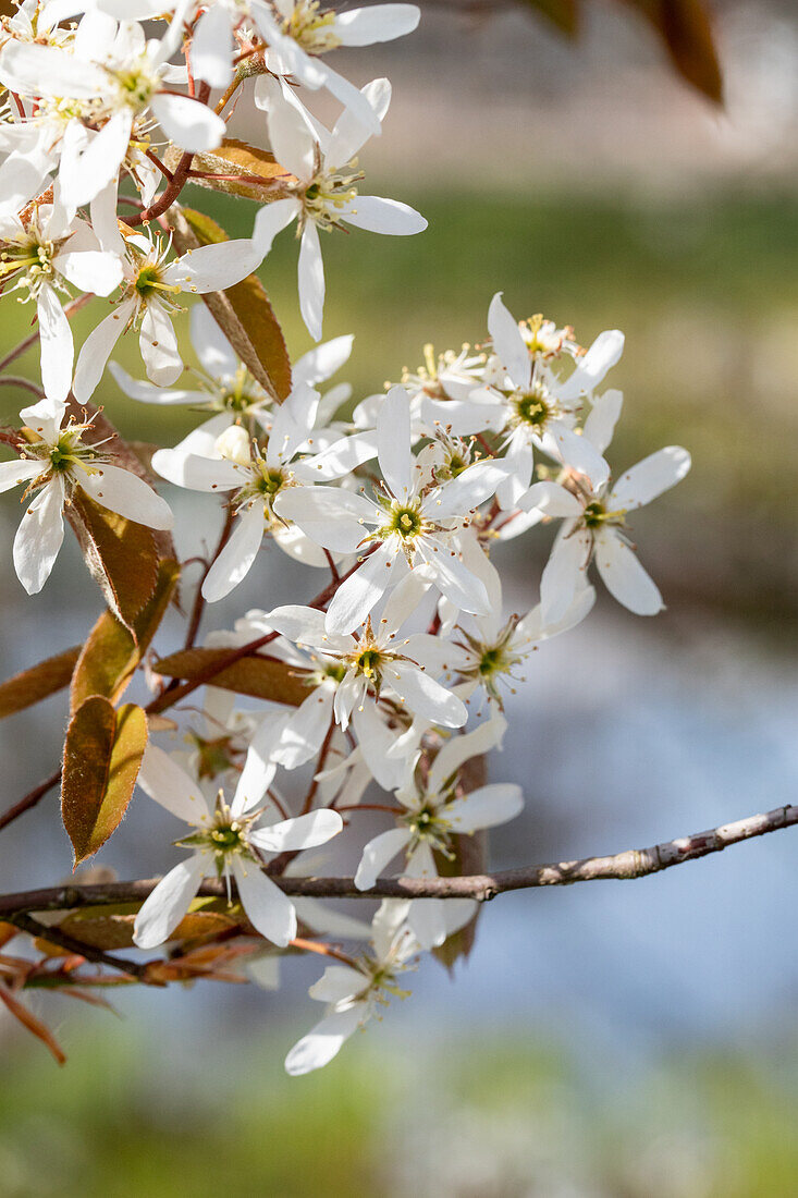 Amelanchier lamarckii