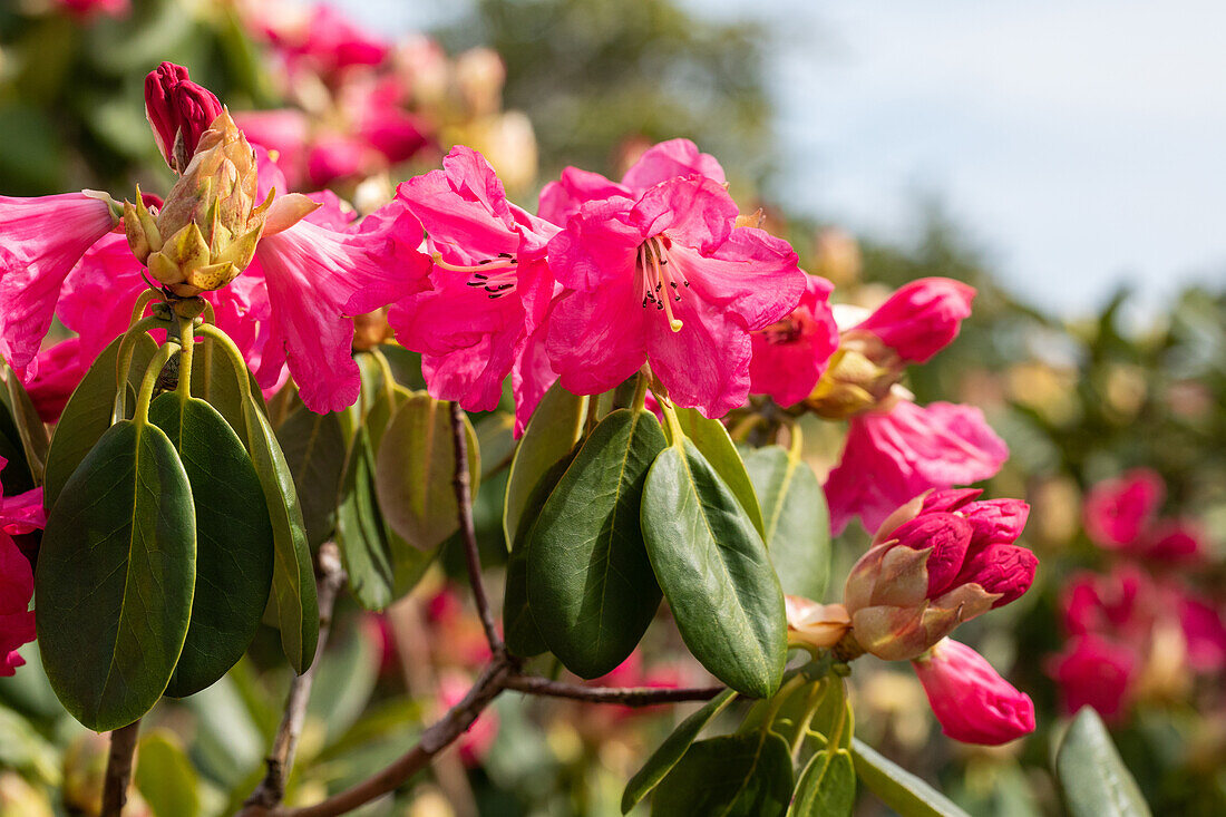 Rhododendron 'Luscombei'