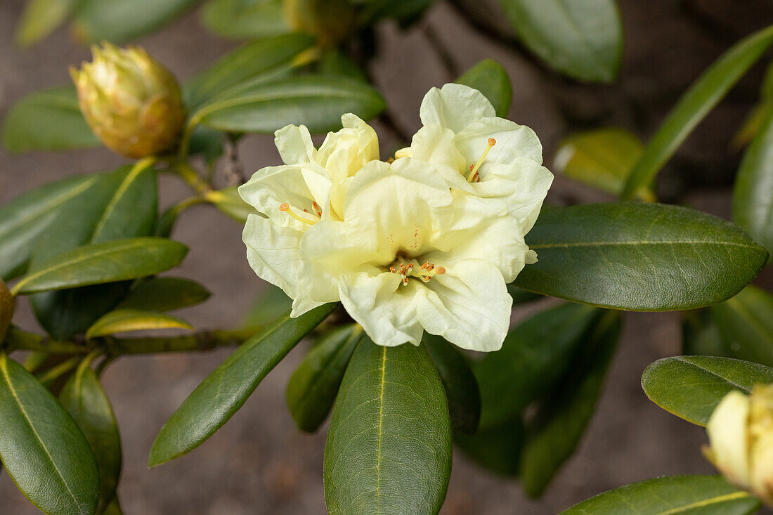 Rhododendron yakushimanum 'Lucinda'