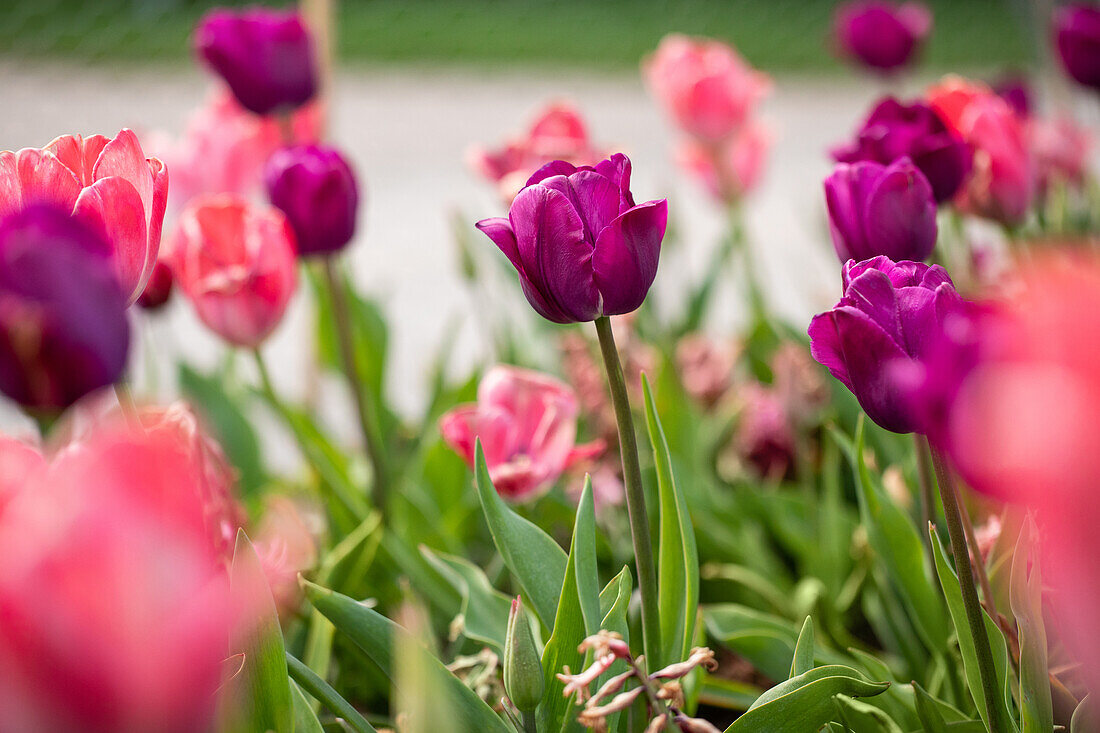 Tulipa, purple