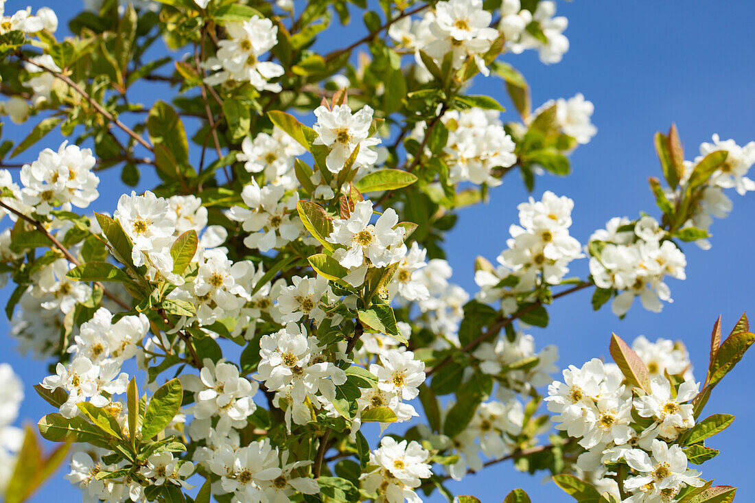 Exochorda serratifolia 'Snow White'