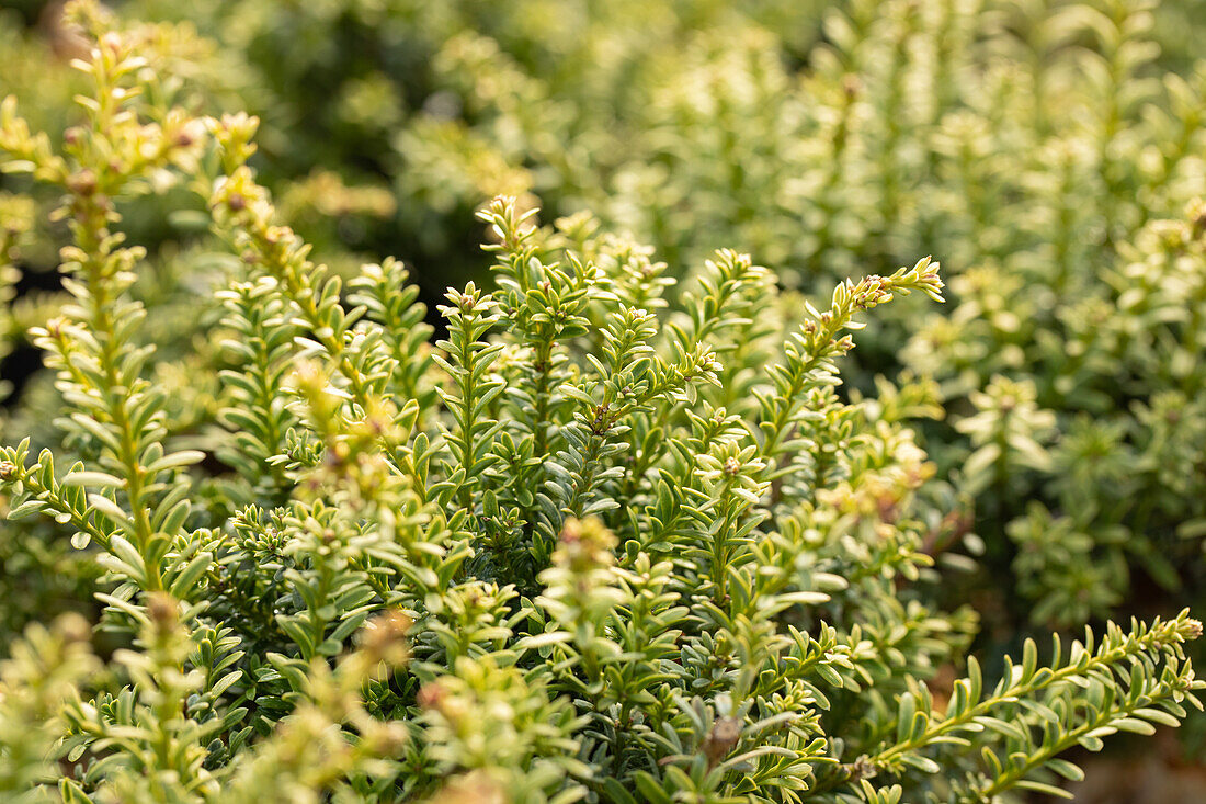 Podocarpus lawrencei 'Red Tip'