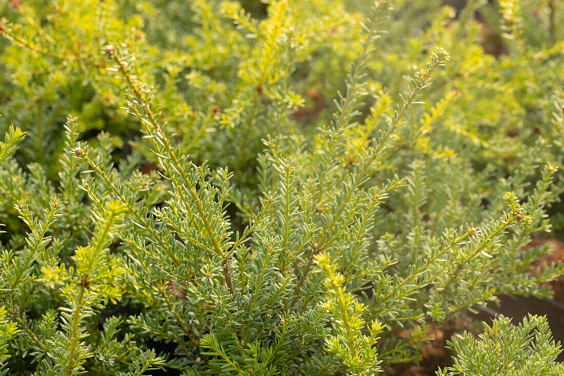 Podocarpus lawrencei 'Red Tip'