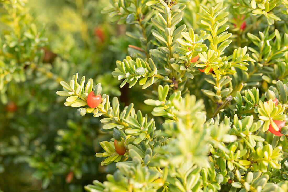 Podocarpus lawrencei 'Blue Gem'