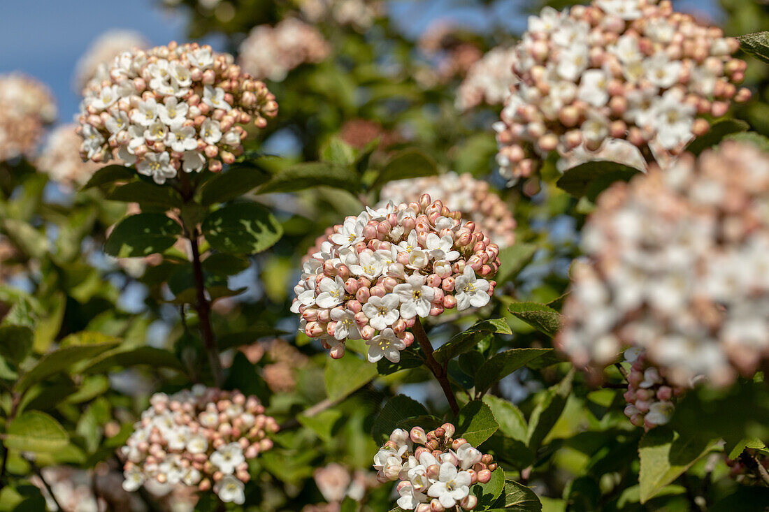 Viburnum carlcephalum