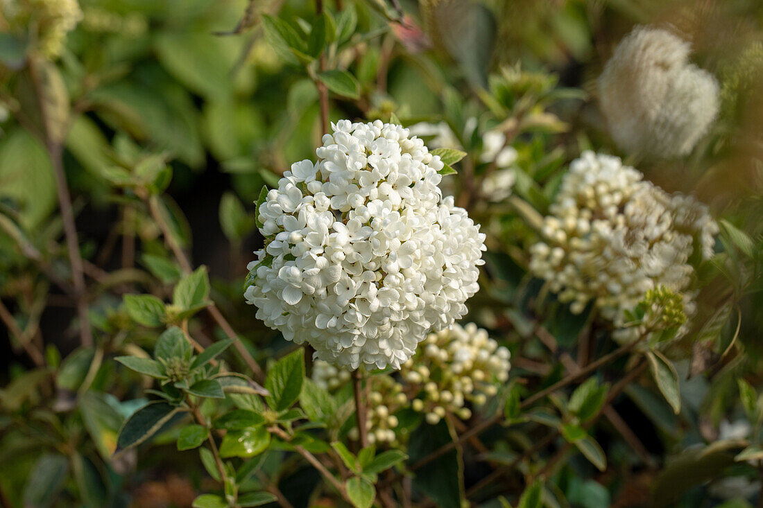 Viburnum 'Eskimo'