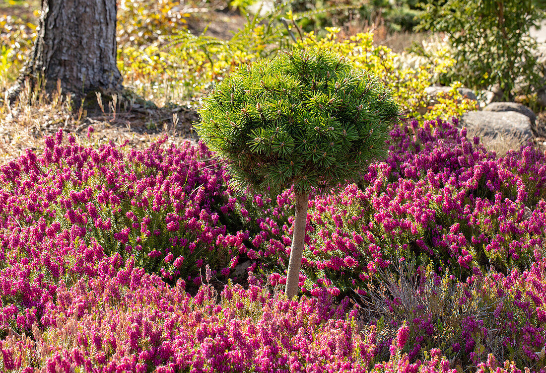 Pinus uncinata 'Heideperle', Stamm