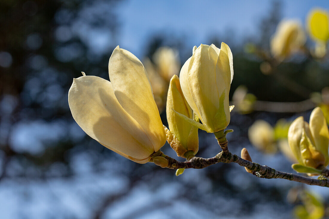 Magnolia x soulangiana, yellow
