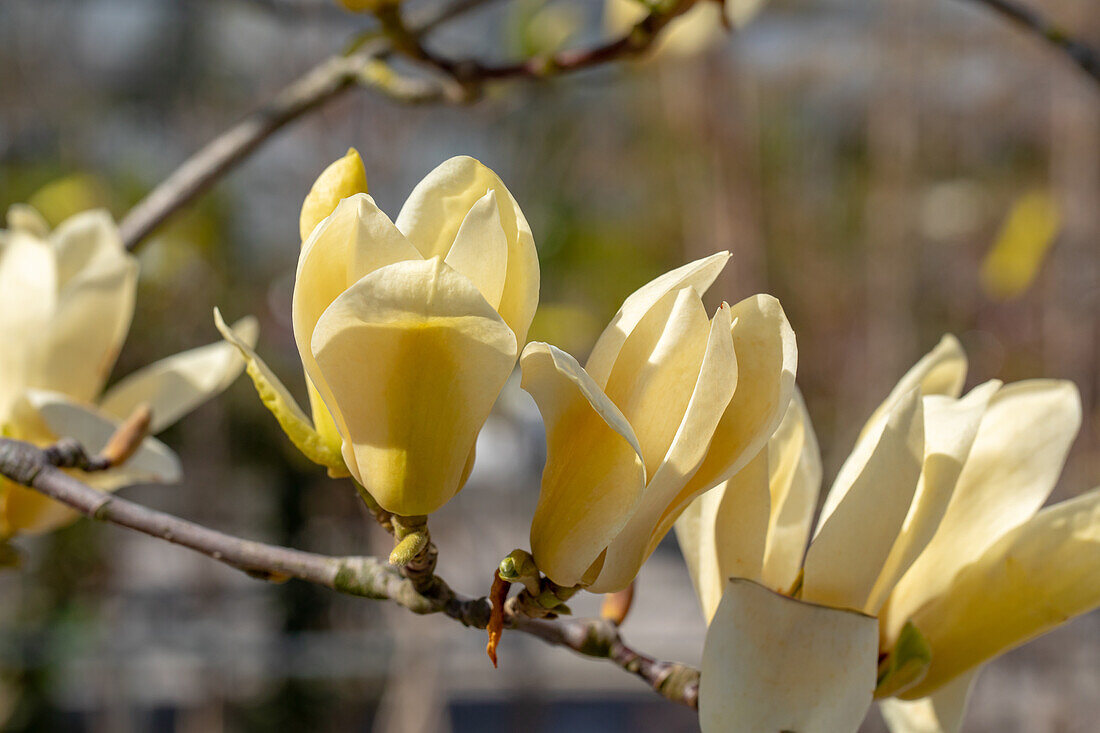 Magnolia x soulangiana, yellow