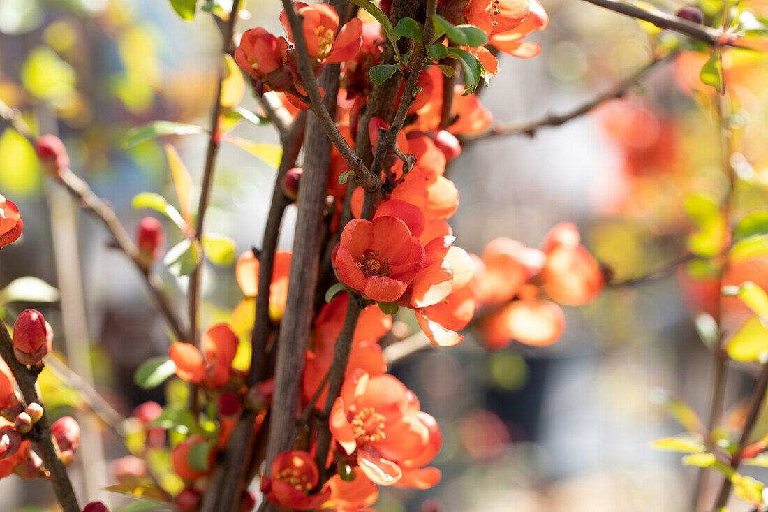 Chaenomeles japonica 'Sargentii'