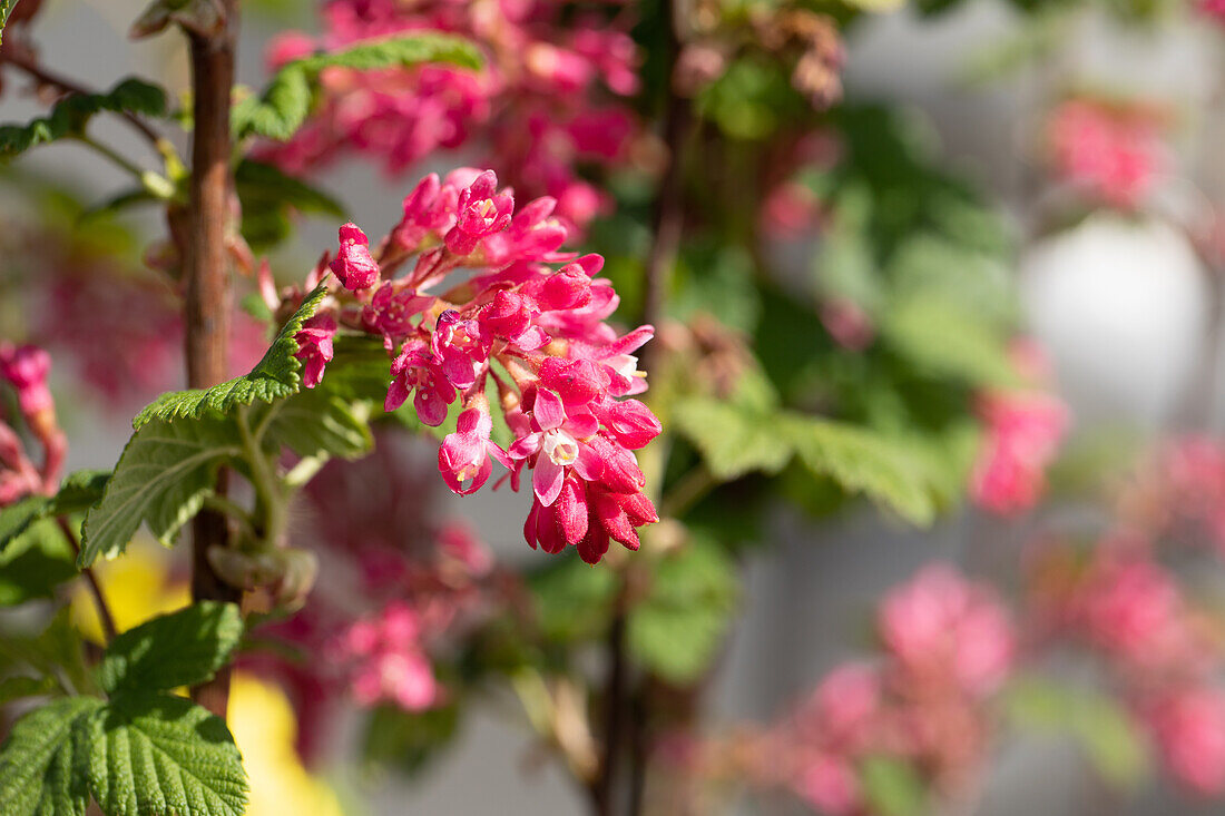 Ribes sanguineum 'Atrorubens'