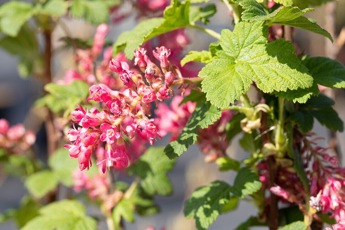 Ribes sanguineum 'Pulborough Scarlet'