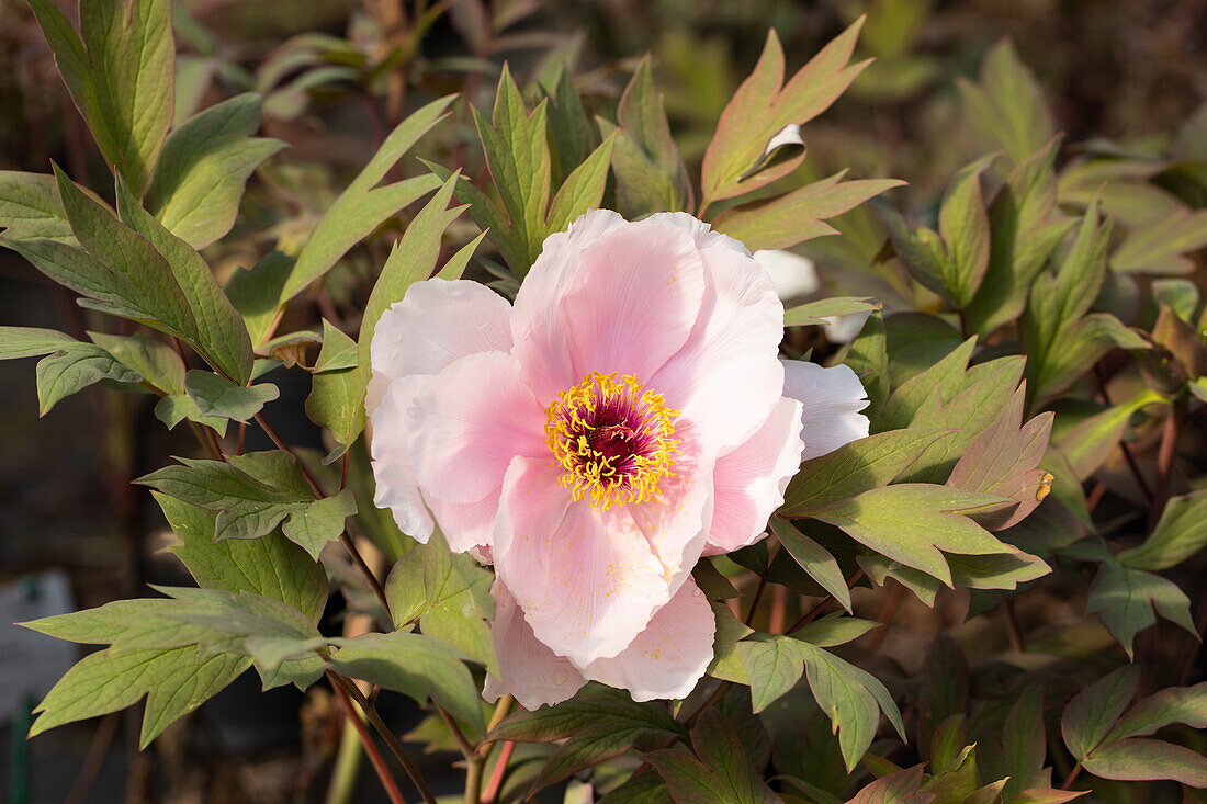 Paeonia x suffruticosa 'Yoshinogawa'