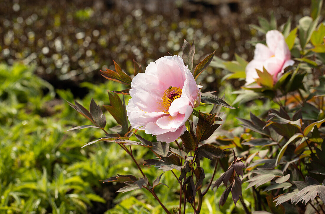 Paeonia x suffruticosa 'Yoshinogawa'