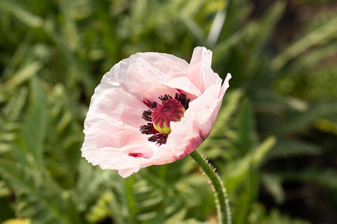 Papaver orientale 'Royal Wedding'