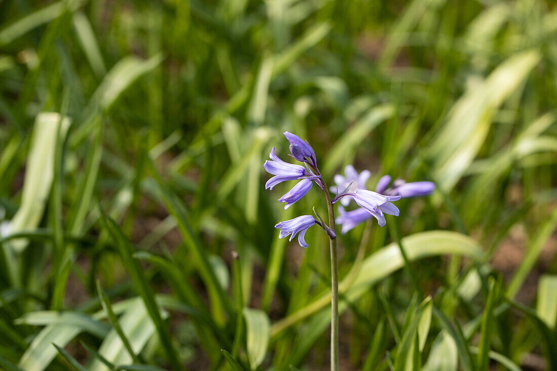 Hyacinthoides hispanica, blau