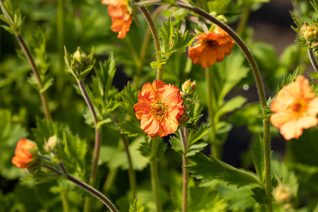 Geum chiloense 'Totally Tangerine'