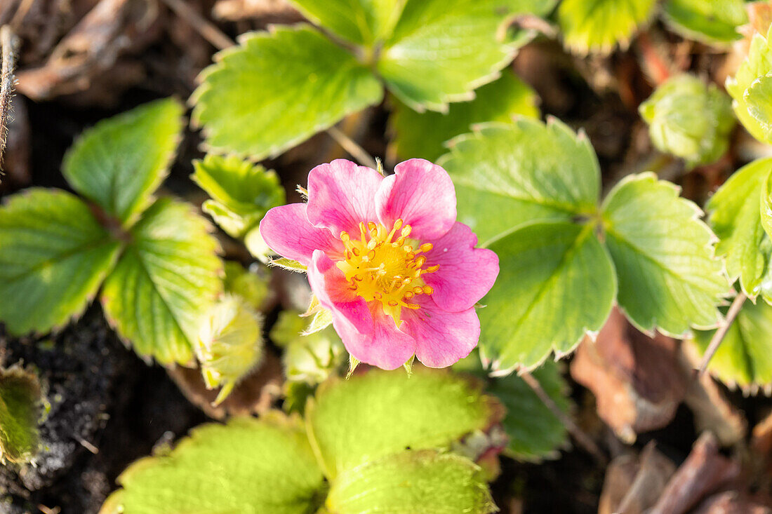 Fragaria x ananassa, rosa