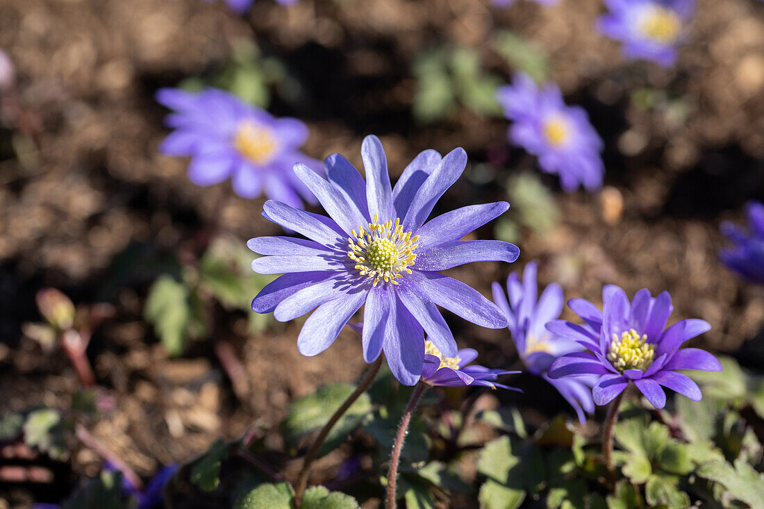 Anemone blanda 'Blue Shades'