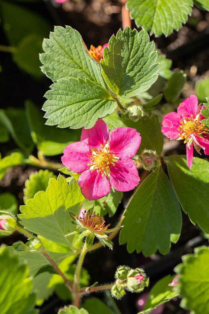 Fragaria vesca 'Red Ruby'