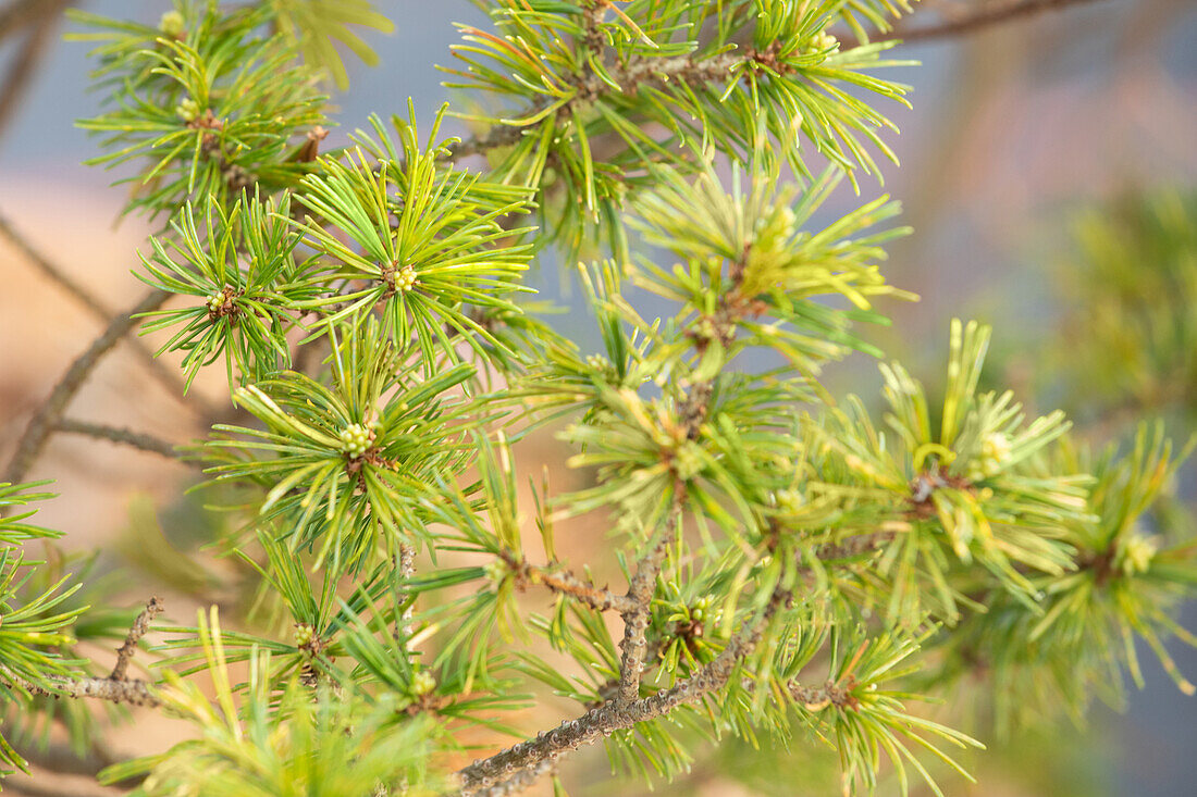 Pinus parviflora 'Adock´s Dwarf'