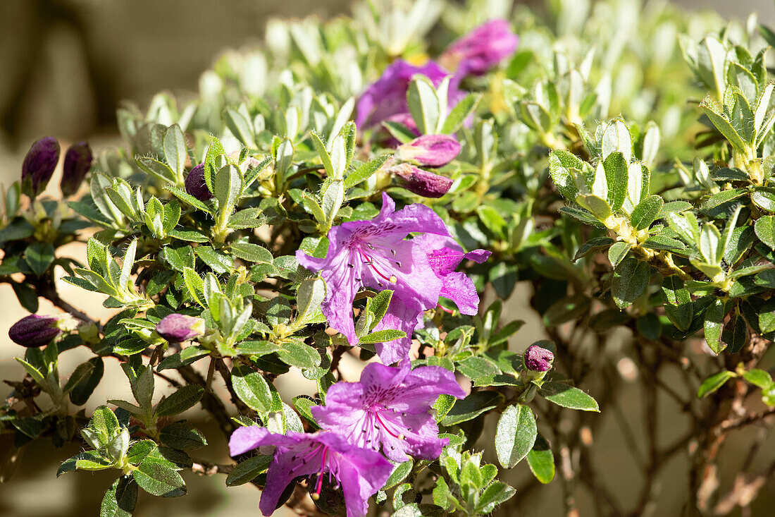 Rhododendron 'Radistrotum Select'