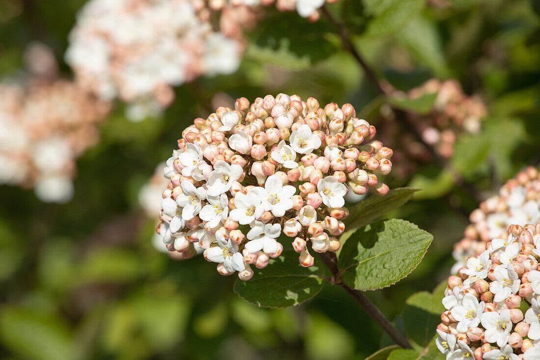 Viburnum carlcephalum