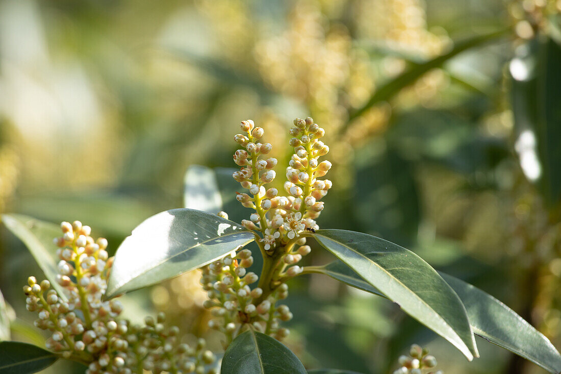 Prunus laurocerasus 'Otto Luyken'