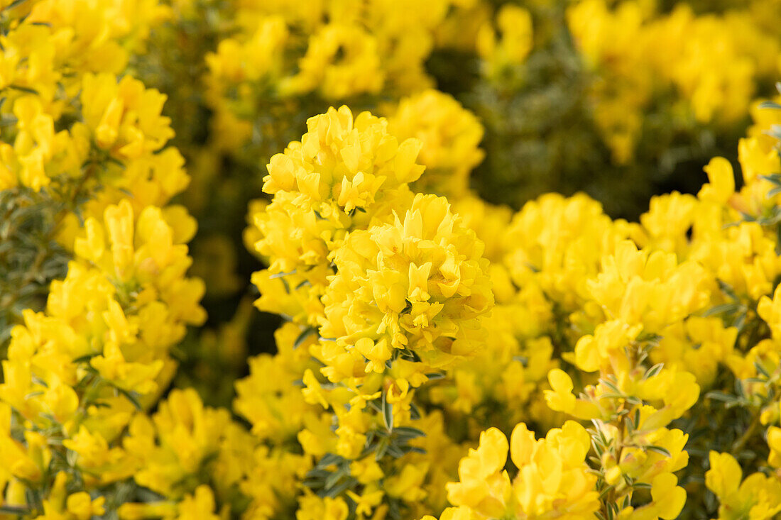 Cytisus austriacus