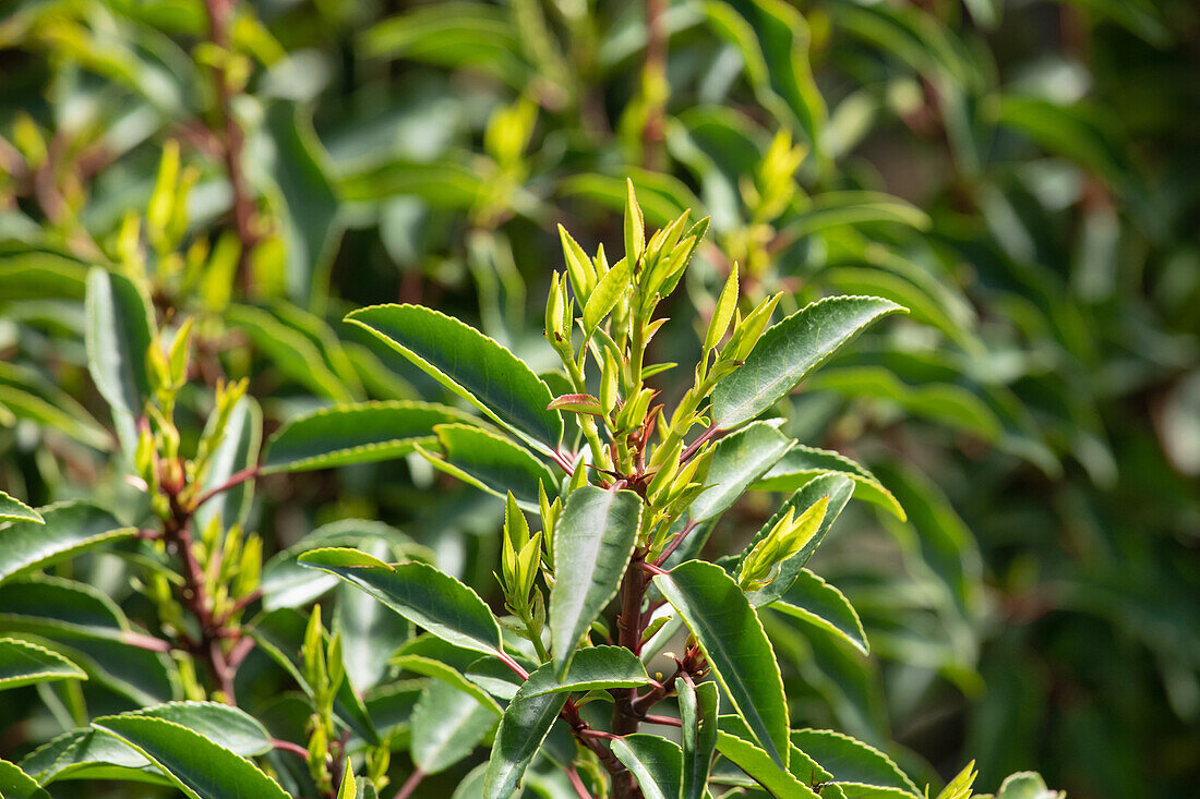 Prunus lusitanica