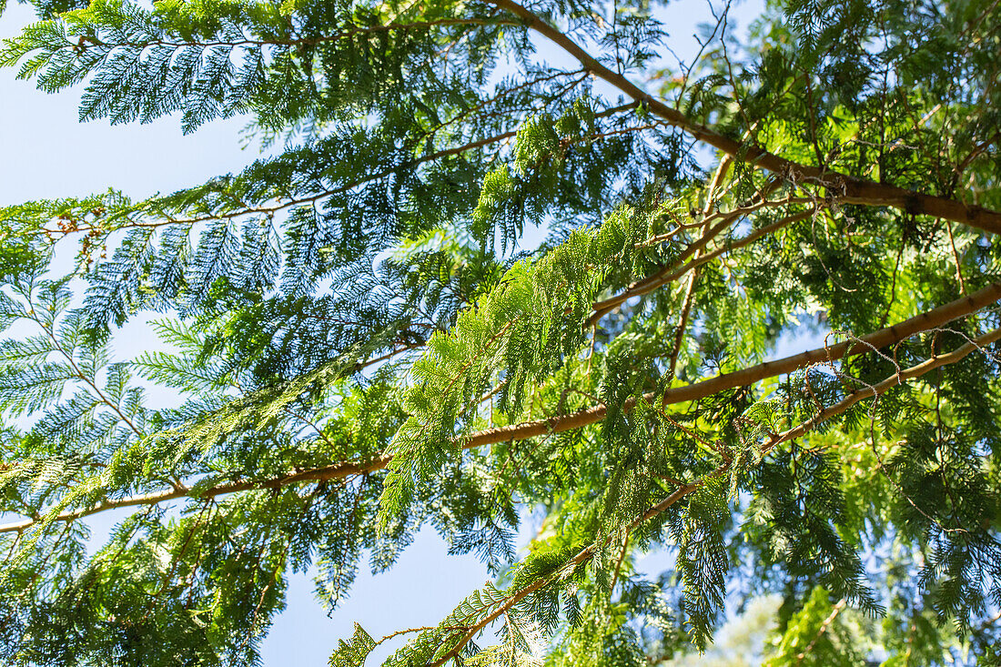 Thuja plicata