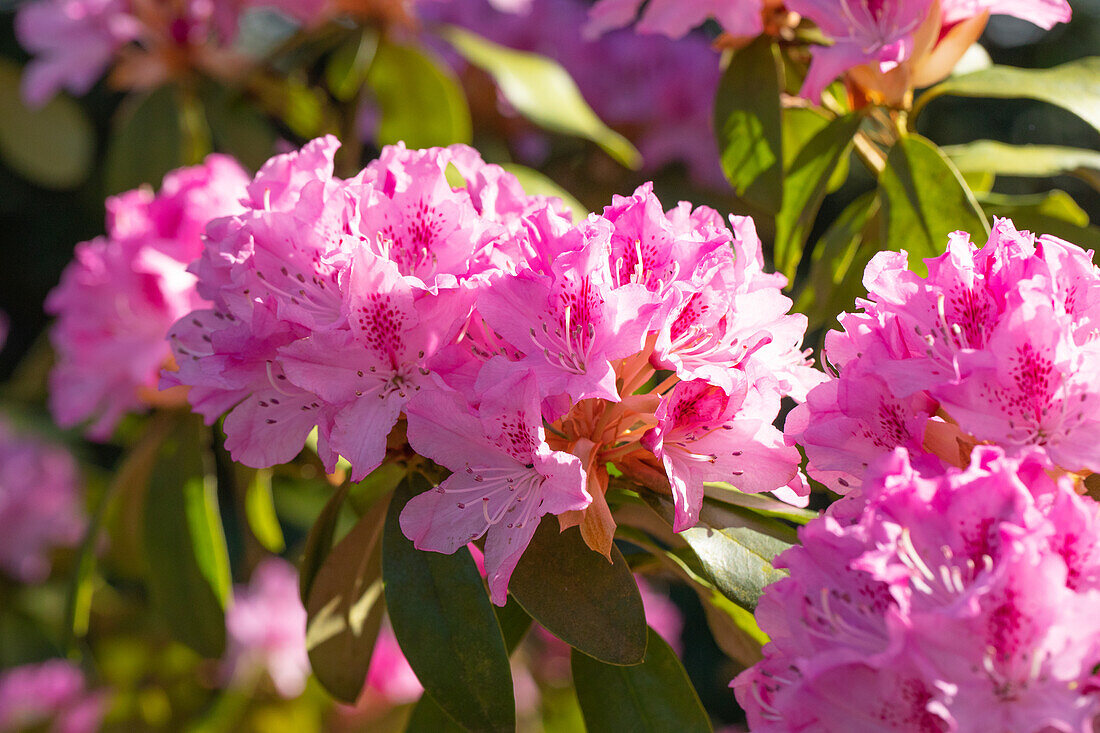 Rhododendron, rosa