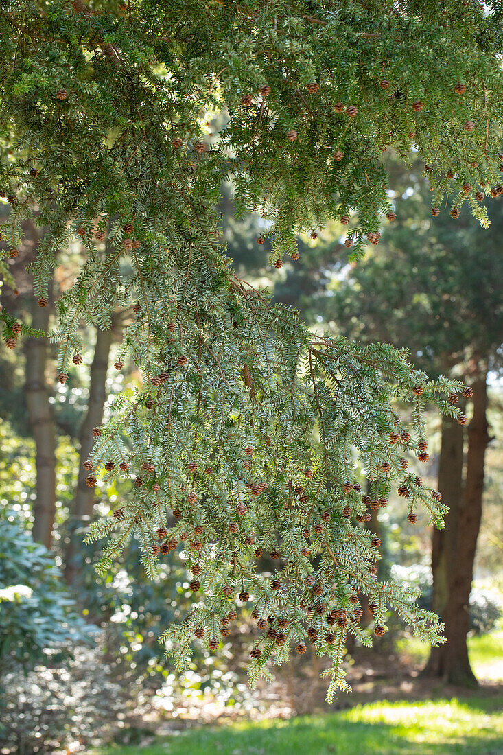 Tsuga canadensis