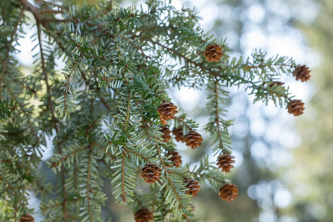 Tsuga canadensis