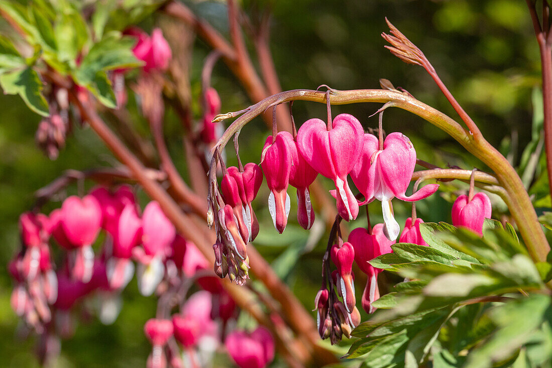 Dicentra spectabilis