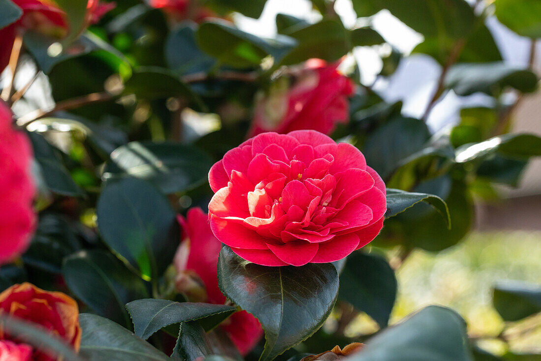 Camellia gefüllt, rot