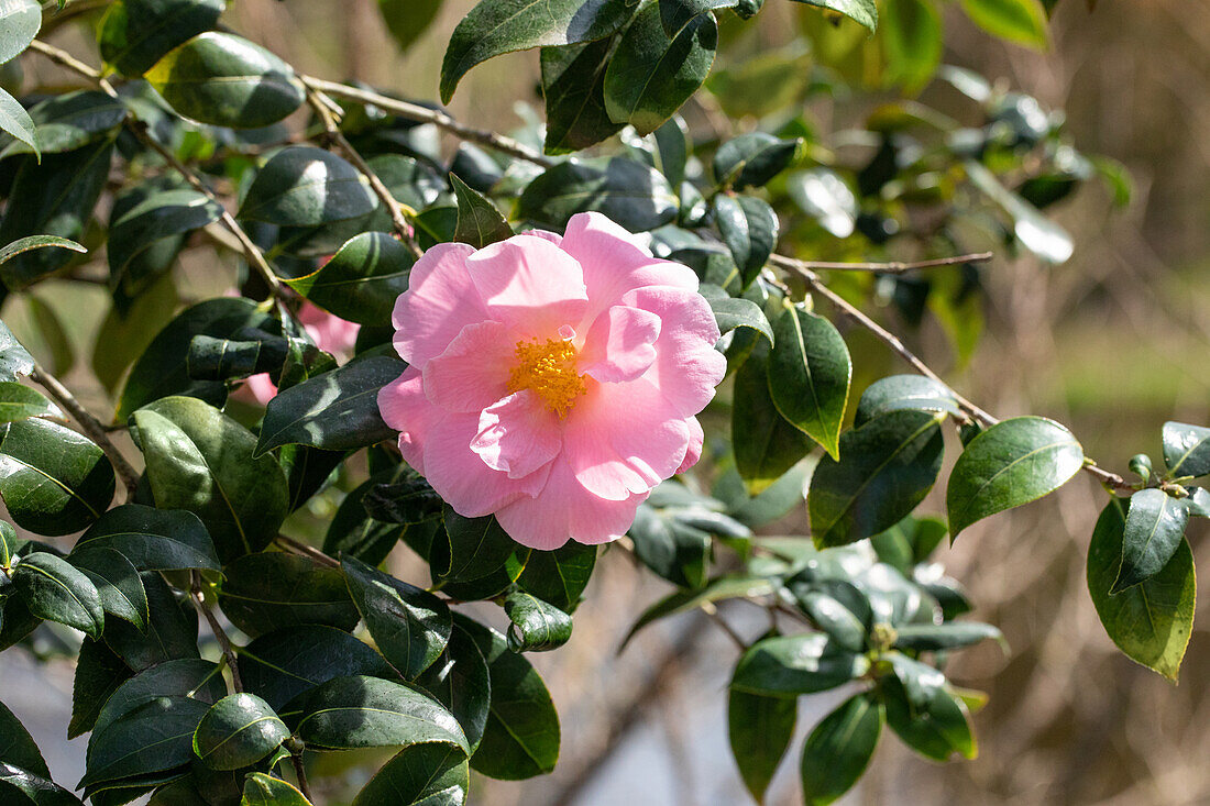 Camellia japonica 'Betty Sette'