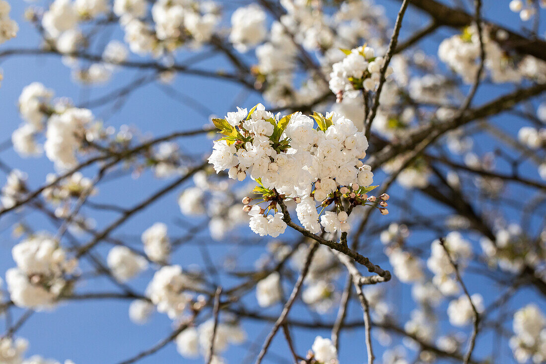 Prunus avium 'Plena'