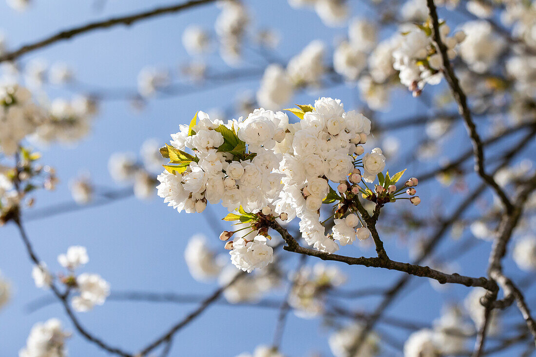 Prunus avium 'Plena'