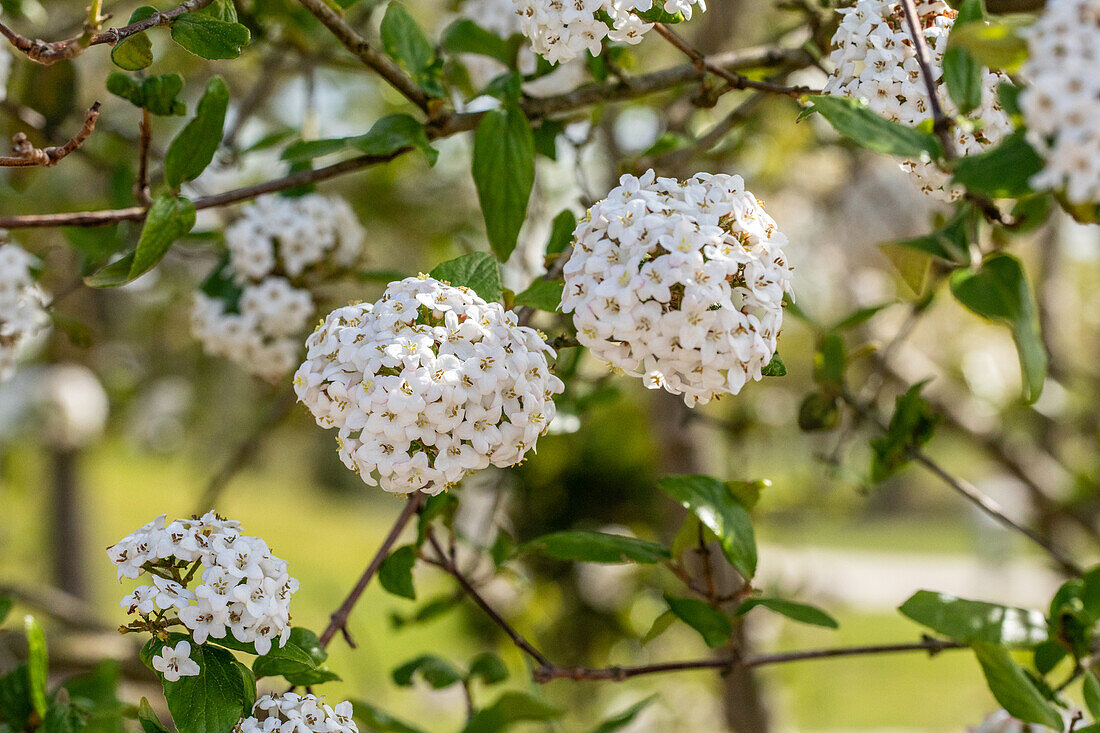 Viburnum x burkwoodii