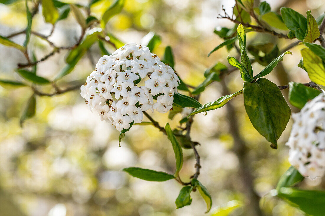 Viburnum x burkwoodii