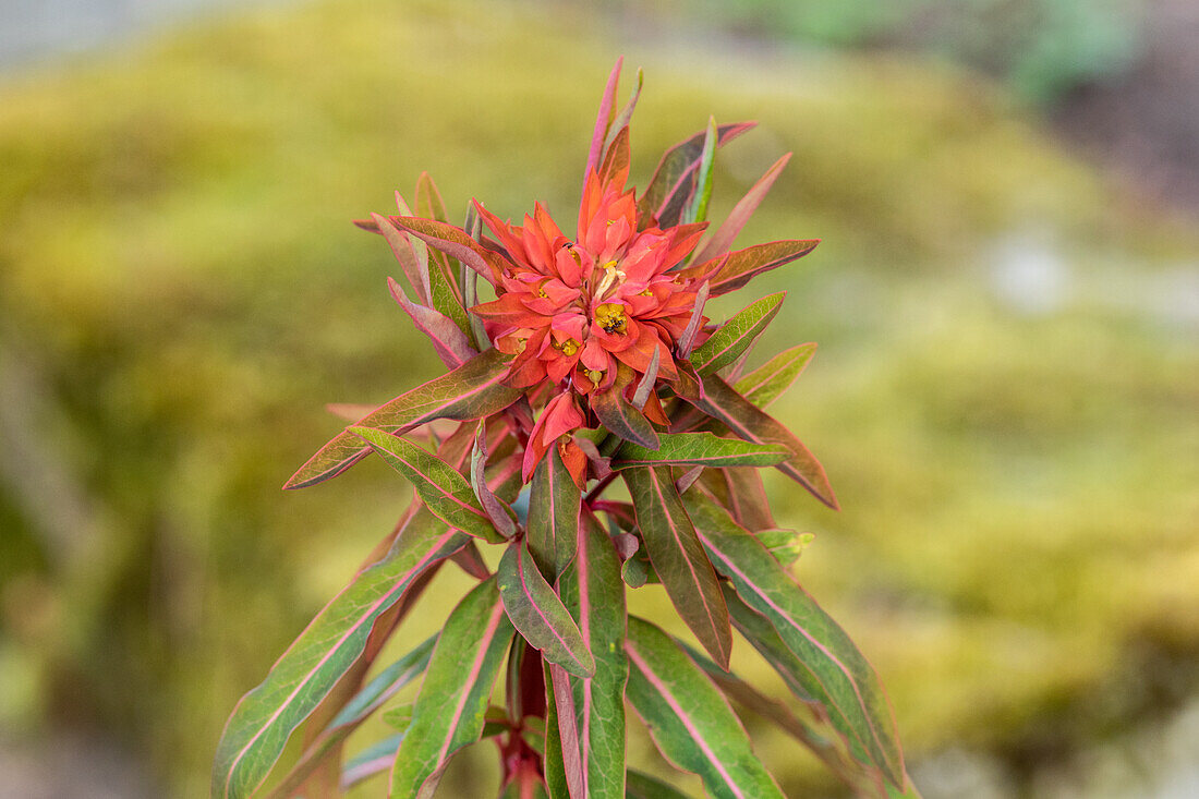 Euphorbia griffithii 'Fireglow'