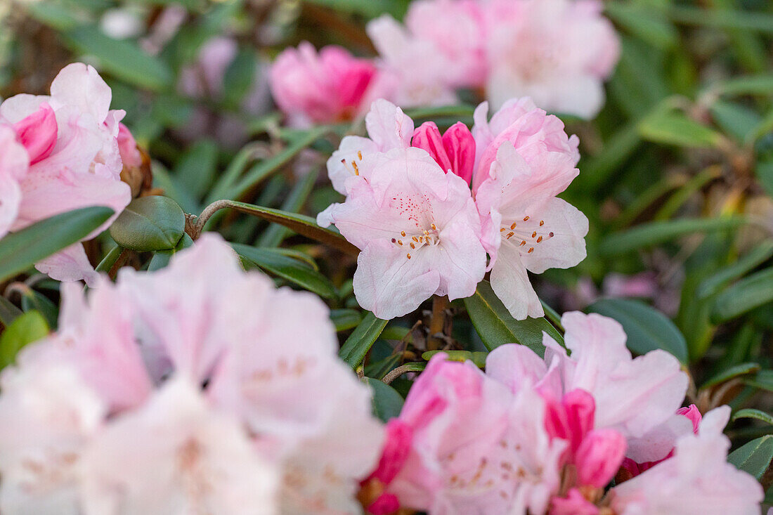 Rhododendron recurvoides x yakushimanum