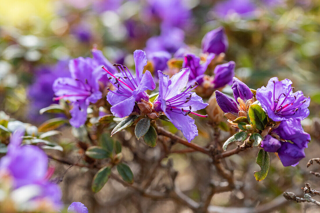 Rhododendron impeditum 'Saint Merryn'