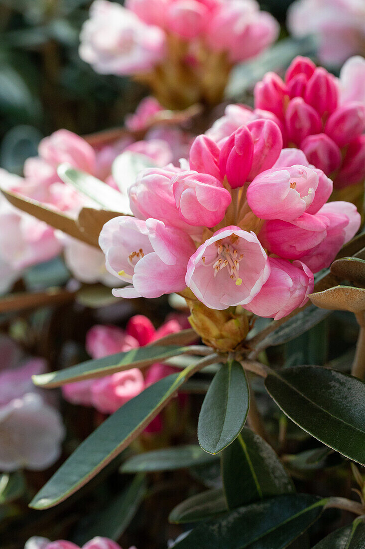 Rhododendron pachysanthum 'Silver Dane'